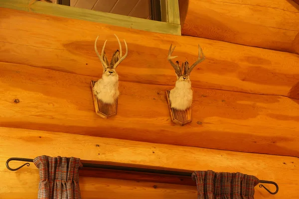 İskoçya 'da Kartal Beyni etrafında geyik