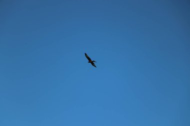 Havada uçuyor ve rüzgarda süzülüyor.