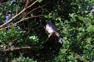 Güvercinler baharda kasıla kasıla yürür