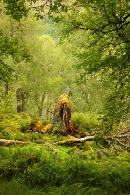 Beannacharan Gölü 'nde geziniyor. 