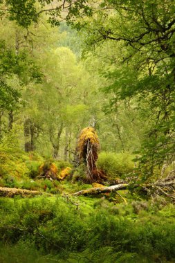Beannacharan Gölü 'nde geziniyor. 