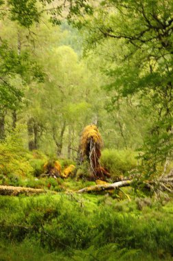 Beannacharan Gölü 'nde geziniyor. 