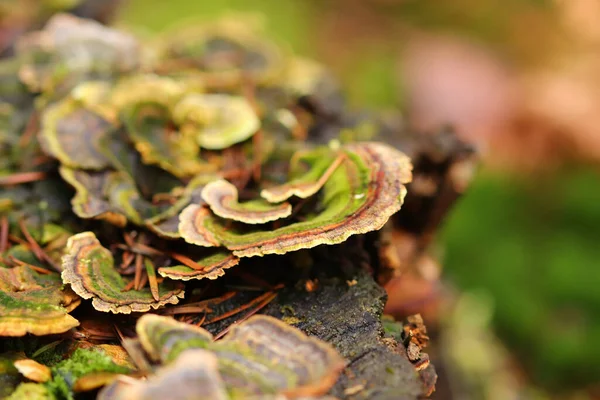 Ormandaki ağaç kabuğundan çıkan mantar.