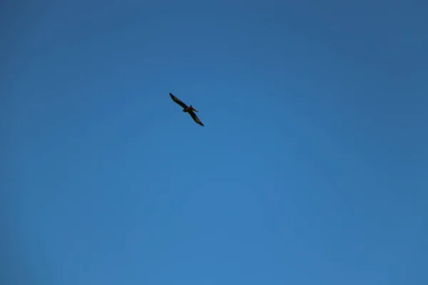 Flyger Genom Luften Och Svävar Vinden — Stockfoto