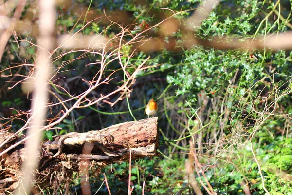 Perché Sur Arbre Observant Monde — Photo