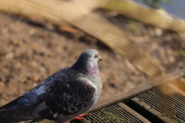Güvercinler Baharda Kasıla Kasıla Yürür — Stok fotoğraf