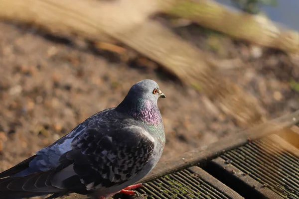 Güvercinler baharda kasıla kasıla yürür