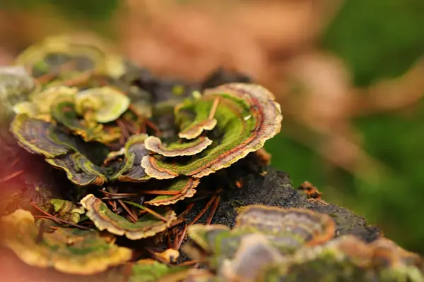 Svamp Som Växer Från Barken Skogen — Stockfoto