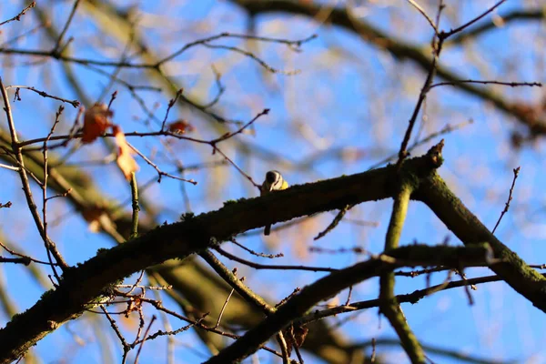 Sedí Stromě Pozoruje Svět — Stock fotografie