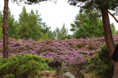 Cairngorm 'larla Yeşil Göl' ün etrafında dolaşıyorlar.