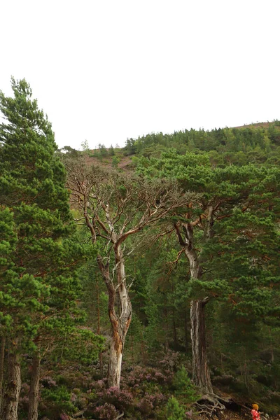 Wandelen Door Het Groene Loch Cairngorms — Stockfoto