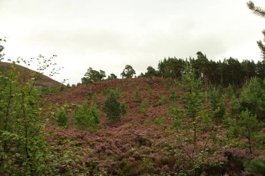 Cairngorm 'larla Yeşil Göl' ün etrafında dolaşıyorlar.