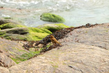 Robin deniz kıyısındaki kayalarda zıplıyor