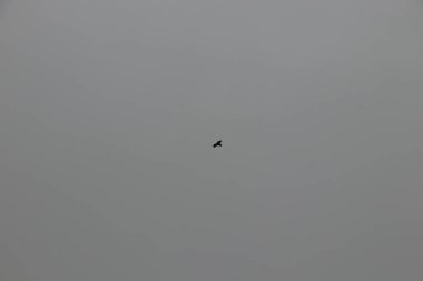 Havada uçuyor ve rüzgarda süzülüyor.