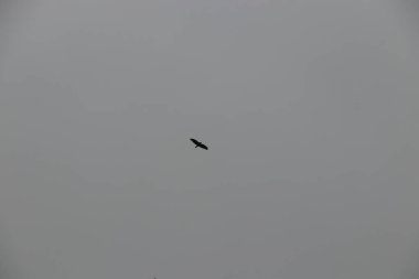 Havada uçuyor ve rüzgarda süzülüyor.