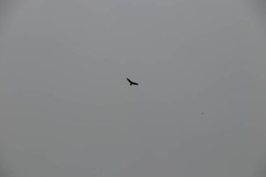 Havada uçuyor ve rüzgarda süzülüyor.