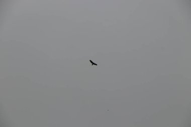 Havada uçuyor ve rüzgarda süzülüyor.