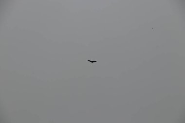 Havada uçuyor ve rüzgarda süzülüyor.