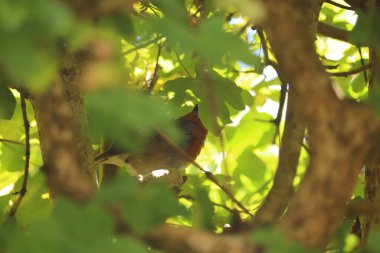 Ağaçta saklanan ötücü kuş