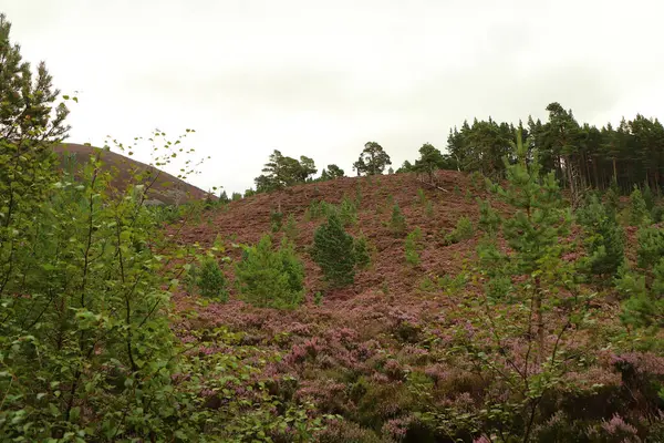 Procházky Green Loch Cairngorms — Stock fotografie