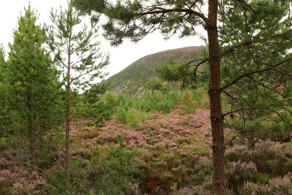 Cairngorm Larla Yeşil Göl Etrafında Dolaşıyorlar — Stok fotoğraf