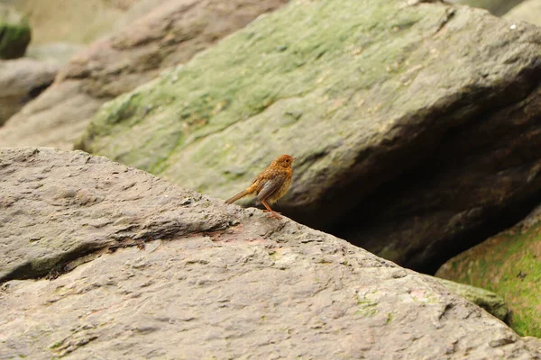Robin Deniz Kıyısındaki Kayalarda Zıplıyor — Stok fotoğraf