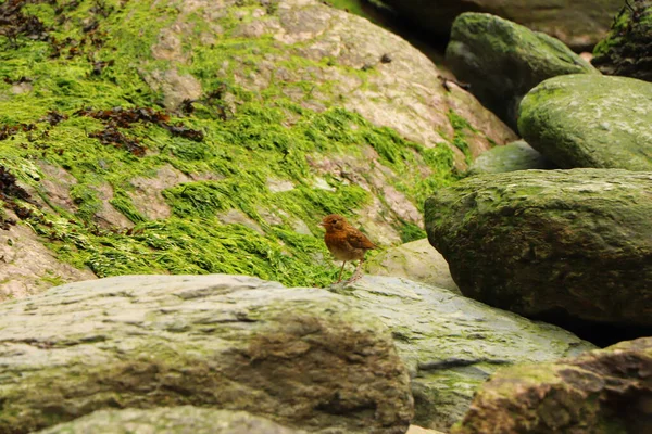 Robin Saute Sur Les Rochers Bord Mer — Photo