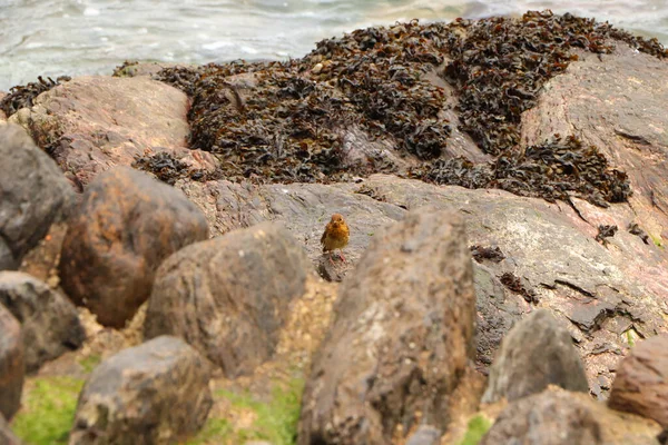 Robin Saute Sur Les Rochers Bord Mer — Photo