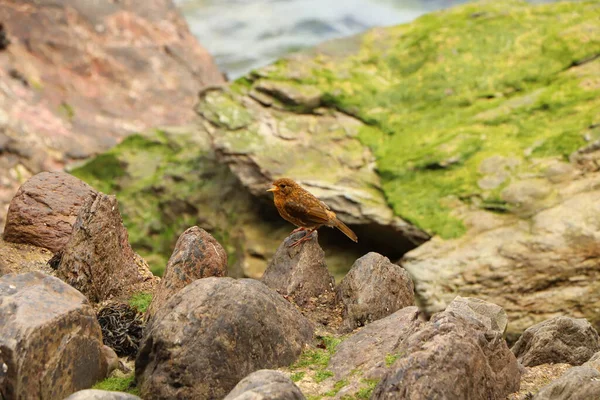 Robin Deniz Kıyısındaki Kayalarda Zıplıyor — Stok fotoğraf
