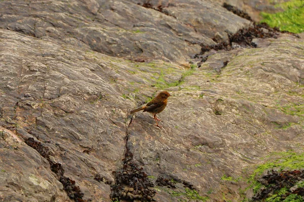 Rotkehlchen Hüpft Auf Den Felsen Meer — Stockfoto