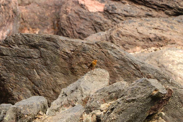 Robin Hopping Rocks Sea — Stock Photo, Image