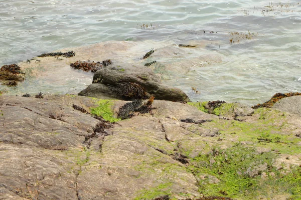 Robin Hopping Rocks Sea — Stock Photo, Image