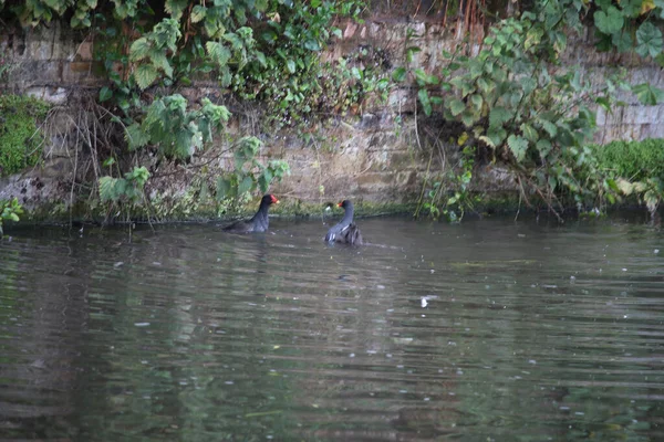 Coots Moorhens Pluskają Się Dookoła — Zdjęcie stockowe