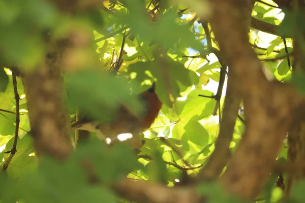 Songbird Escondido Uma Árvore — Fotografia de Stock