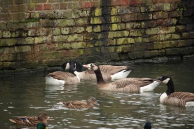 Nehirdeki sularda oynayan yaban ördekleri.