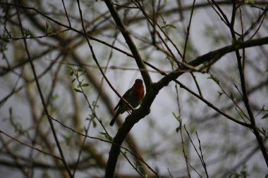 Ağaca tünemiş dünyayı izliyordum. 