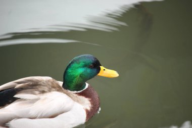 Nehirdeki sularda oynayan yaban ördekleri.