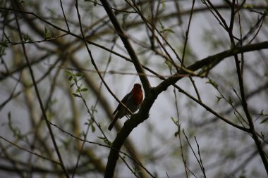 Ağaca tünemiş dünyayı izliyordum. 