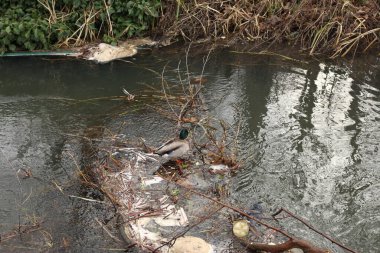 Nehirdeki sularda oynayan yaban ördekleri.
