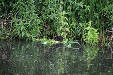 Coots ve Moorhens etrafa su sıçratıyor.