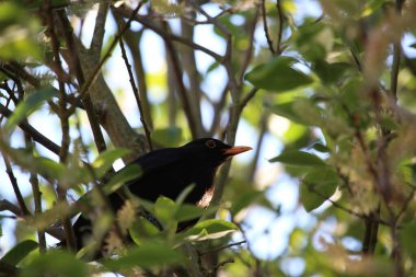 Ağaca tünemiş dünyayı izliyordum. 
