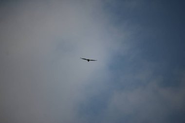 Havada uçuyor ve rüzgarda süzülüyor.