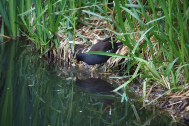Coots ve Moorhens etrafa su sıçratıyor.