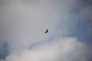 Havada uçuyor ve rüzgarda süzülüyor.