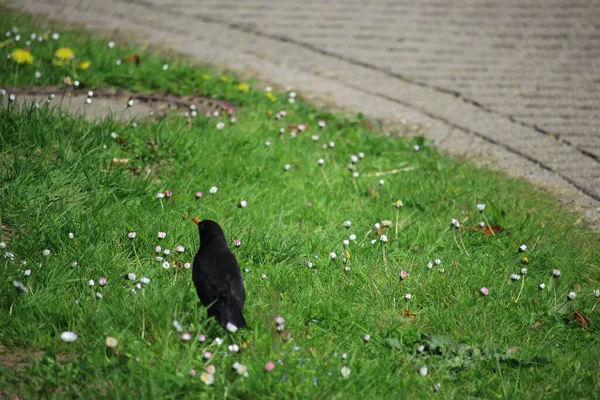 Sångfåglar Som Leker Naturen — Stockfoto