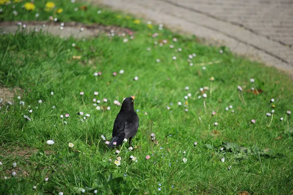 Songbirds Brincando Natureza — Fotografia de Stock