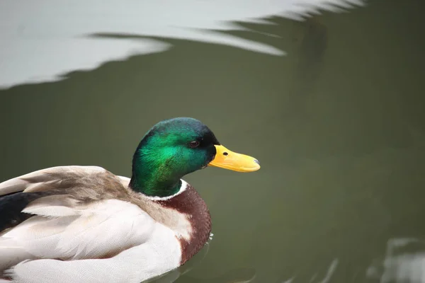 Stockenten Spielen Auf Dem Wasser Fluss — Stockfoto