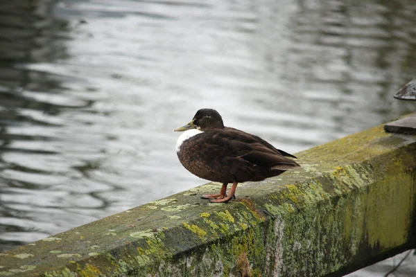 Mallards Hrají Vodě Řece — Stock fotografie