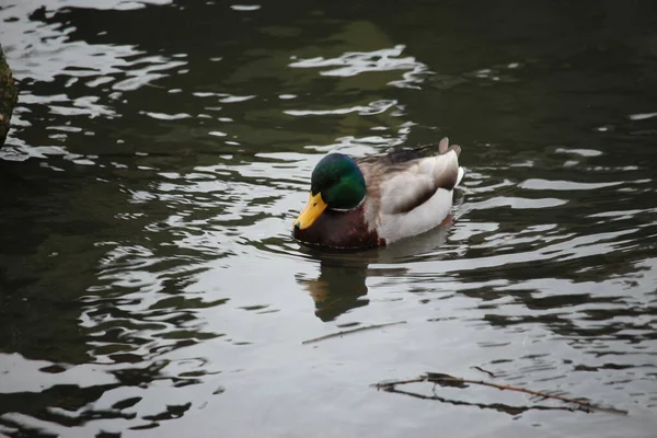 Mallards Jouant Sur Eau Dans Rivière — Photo