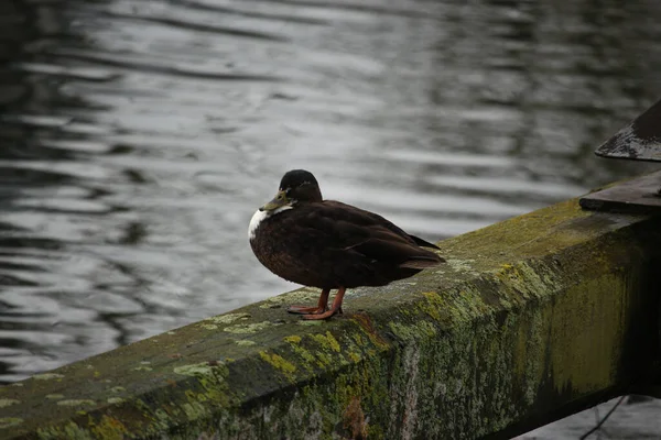 Mallards Jouant Sur Eau Dans Rivière — Photo